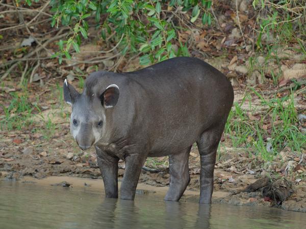Laaglandtapir (Tapirus terrestris)